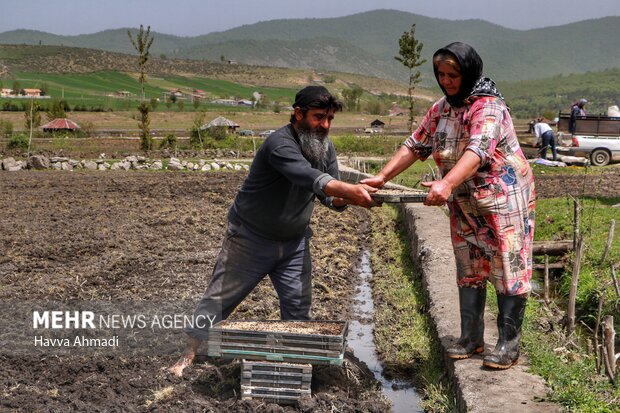 خزانه گیری برنج در مازندران