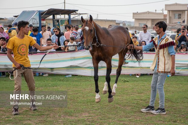 شانزدهمین جشنواره ملی "اسب اصیل ترکمن" در گلستان