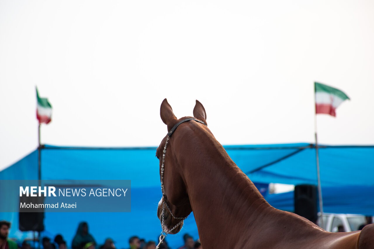 تصاویر / شانزدهمین جشنواره ملی «اسب اصیل ترکمن» در گلستان  