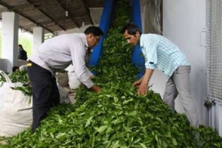 خرید تضمینی برگ سبز چای تا ۱۰ آبان تمدید شد