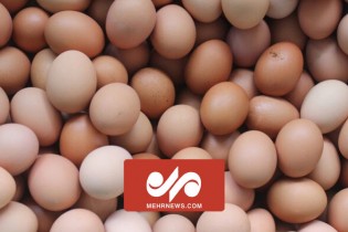 عرضه کیلویی تخم مرغ فله با قیمت ۴۷ هزار و ۲۰۰ تومان