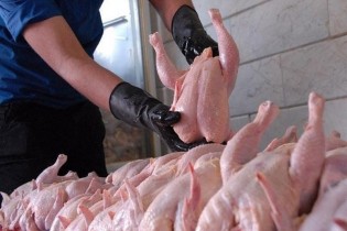 توقف خرید تولید مازاد مرغ / مرغداران: دولت کمتر از قیمت تمام شده می‌خرد