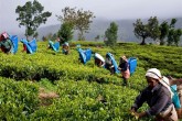 توقف خرید چای ایران از سریلانکا