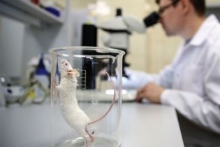 "سرطان معده" در موش‌ها بدون عود مجدد کاملاً درمان شد