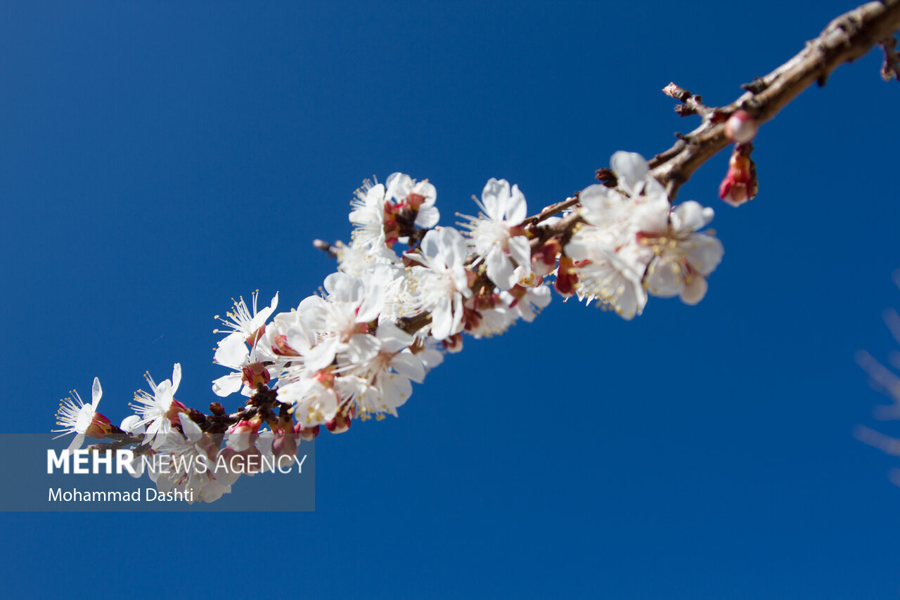 شکوفه های بهاری در شهرستان گرمی استان اردبیل