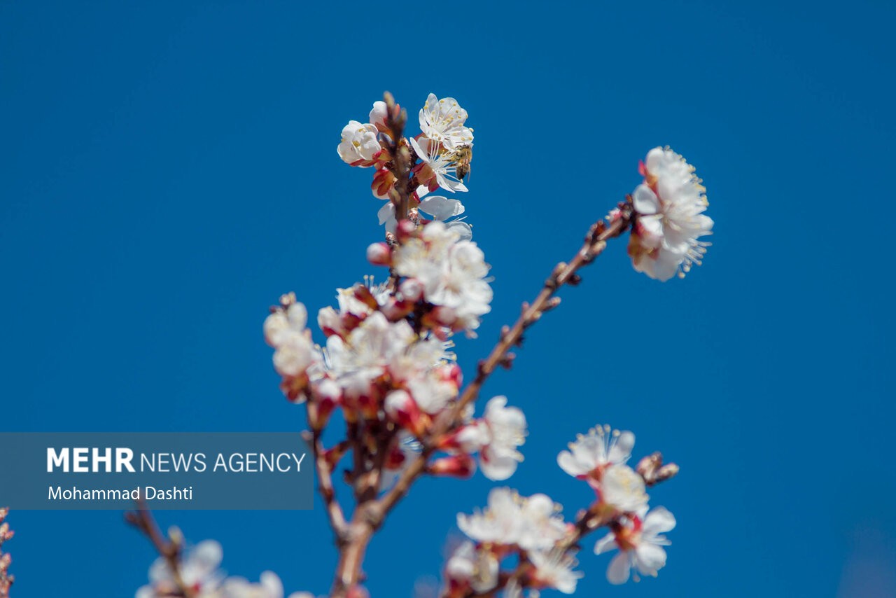 تصاویر / شکوفه‌های بهاری شهرستان «گرمی»  