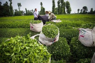 ۹۹ درصد برگ سبز چای خریداری شده درجه یک است
