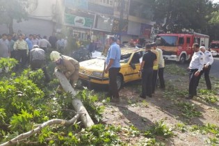 سقوط درخت در خیابان ولیعصر/ترافیک در حوالی میدان تجریش