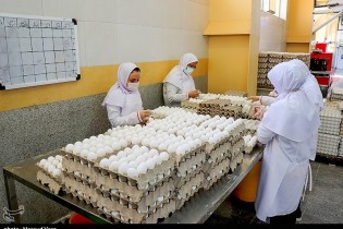 ۳۰ هزار تن تخم مرغ از ابتدای امسال صادر شد