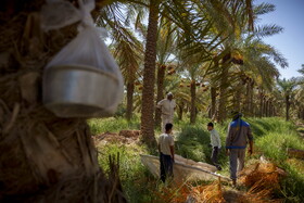 برداشت خرما در شادگان