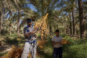 برداشت خرما در شادگان