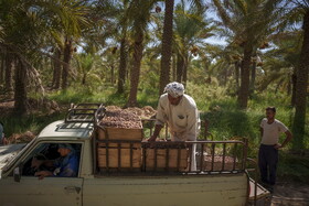 برداشت خرما در شادگان