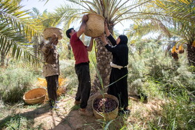 برداشت خرما در شادگان