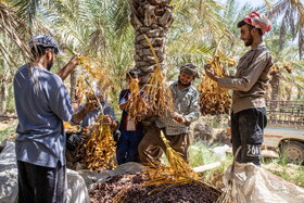 برداشت خرما در شادگان