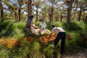 برداشت خرما در شادگان