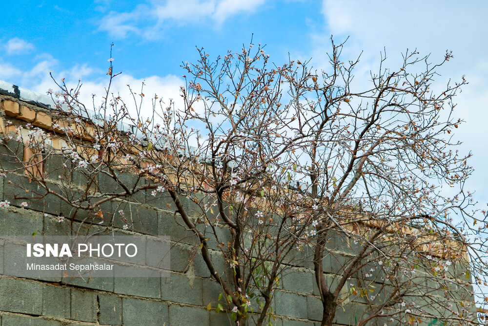 شکوفه های زودرس بهاری -  روستای سوسنقین ساوه