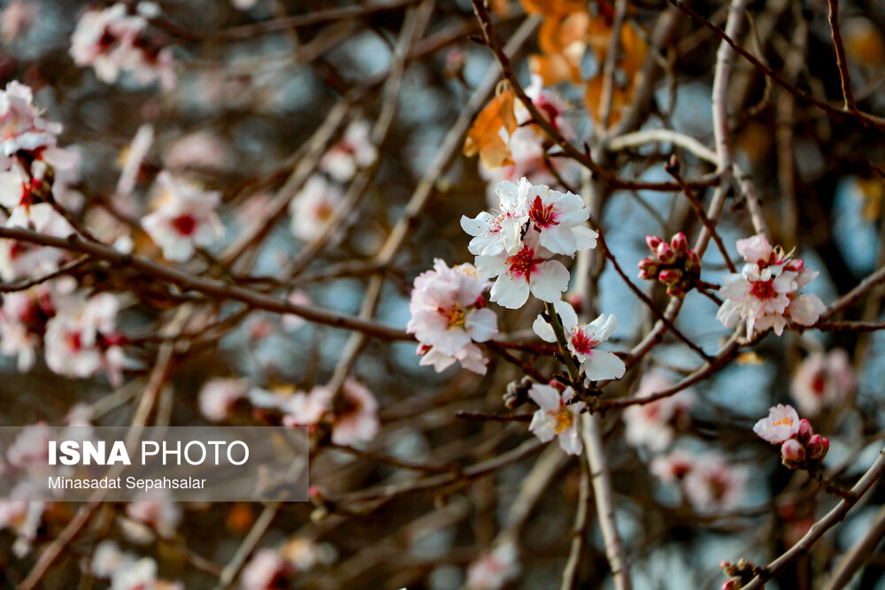 شکوفه های زودرس بهاری -  روستای سوسنقین ساوه
