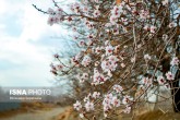 تصاویر / شکوفه های زودرس بهاری - ساوه